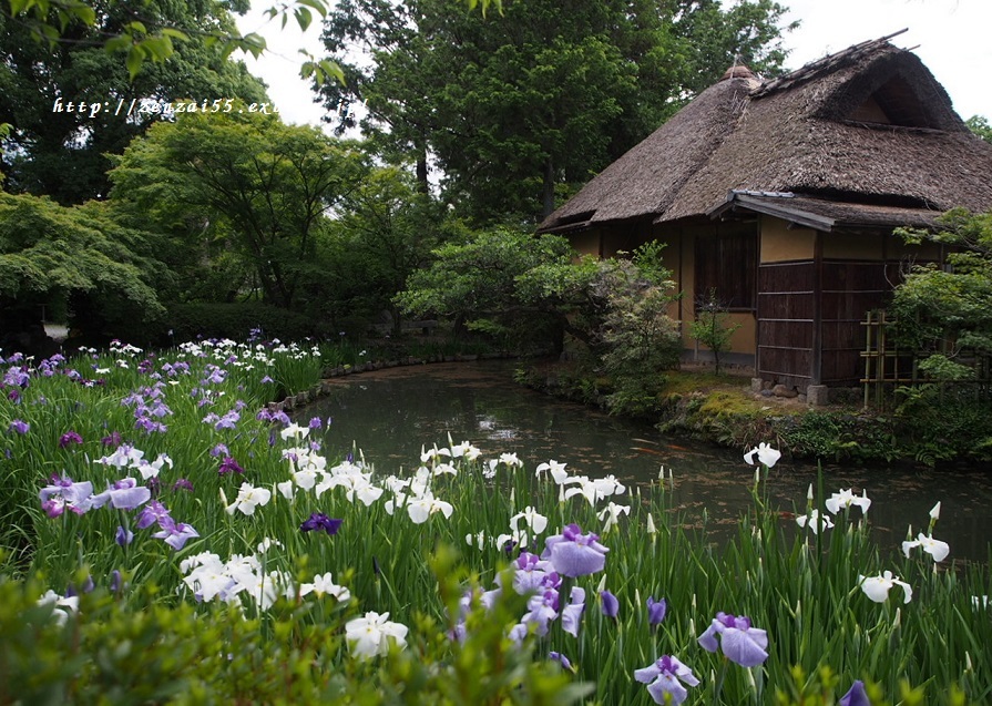 梅宮大社の紫陽花と花菖蒲_a0331259_11194128.jpg