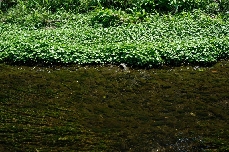 大人の遠足～大岡川の源流を辿る旅～_f0378464_18022314.jpg