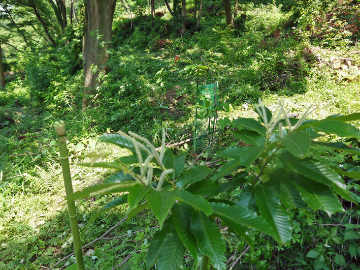 早い、昨年植樹した栗が開花！秋には実がなるかも6・15_c0014967_811536.jpg