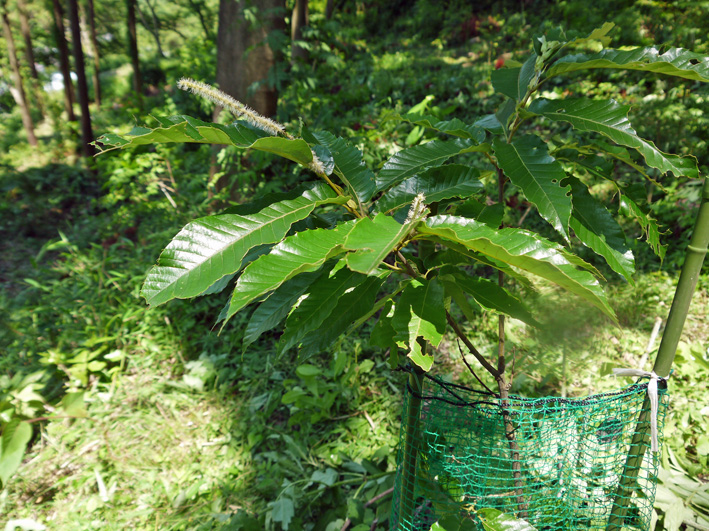 早い、昨年植樹した栗が開花！秋には実がなるかも6・15_c0014967_822695.jpg