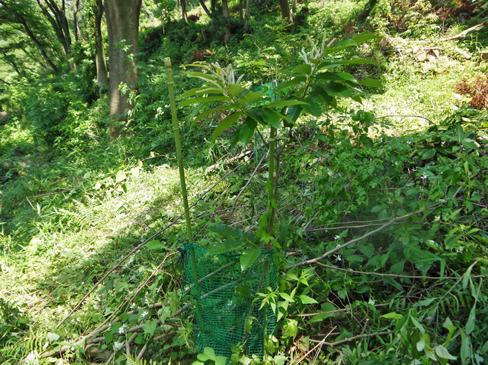 早い、昨年植樹した栗が開花！秋には実がなるかも6・15_c0014967_823490.jpg