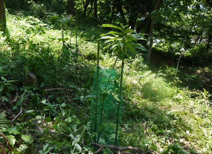 早い、昨年植樹した栗が開花！秋には実がなるかも6・15_c0014967_824874.jpg
