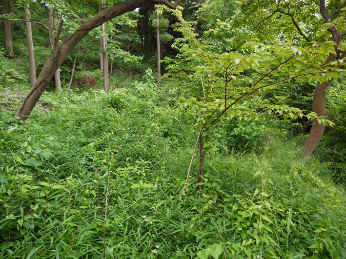 早い、昨年植樹した栗が開花！秋には実がなるかも6・15_c0014967_8285.jpg