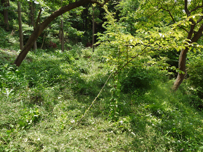早い、昨年植樹した栗が開花！秋には実がなるかも6・15_c0014967_843872.jpg