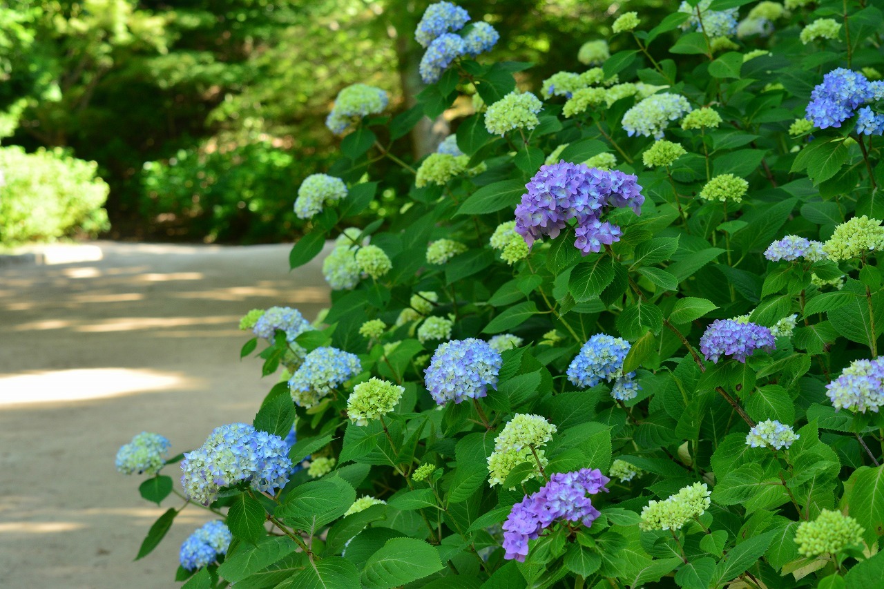 紫陽花七変化 神戸市立森林植物園 案山子の写真紀行