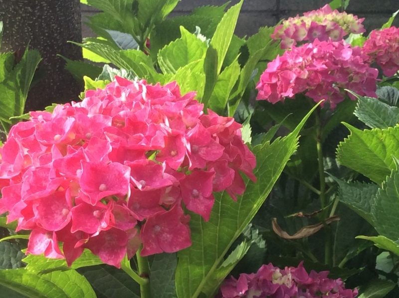 真っ赤な紫陽花 年々青みがかって 編 ドライフラワーギャラリー ふくことカフェ