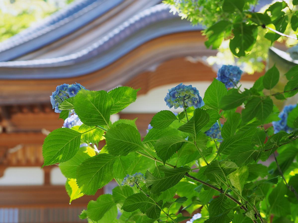 高幡不動尊の紫陽花　４_f0364086_10273355.jpg