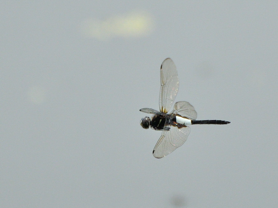 a0143491_21564172.jpg