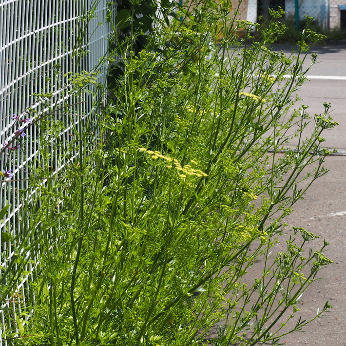 ハーブはどこに植えたら良いのか_a0292194_2041489.jpg