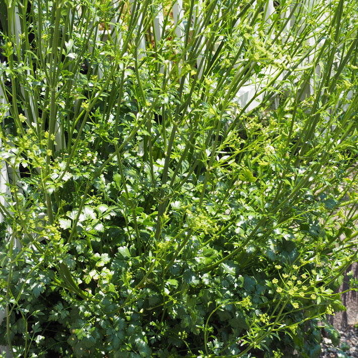 ハーブはどこに植えたら良いのか_a0292194_20421894.jpg