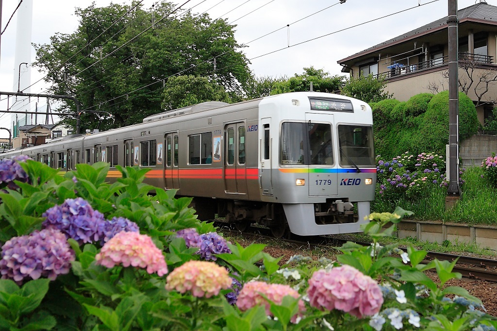 井の頭線と紫陽花17 飛行機 鉄道写真館