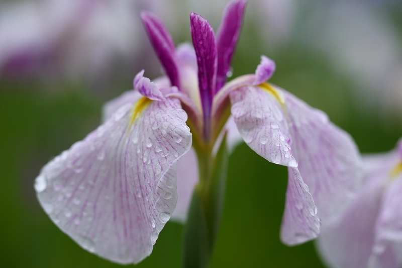 雨上がりの花菖蒲（千葉県、松戸市、本土寺）_b0291402_07535825.jpg