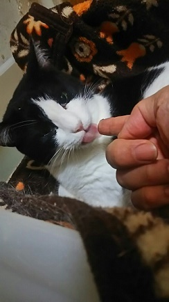 いちごちゃんが変わった!_f0242002_21422572.jpg