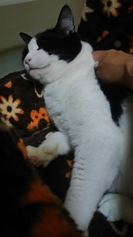 いちごちゃんが変わった!_f0242002_21423287.jpg