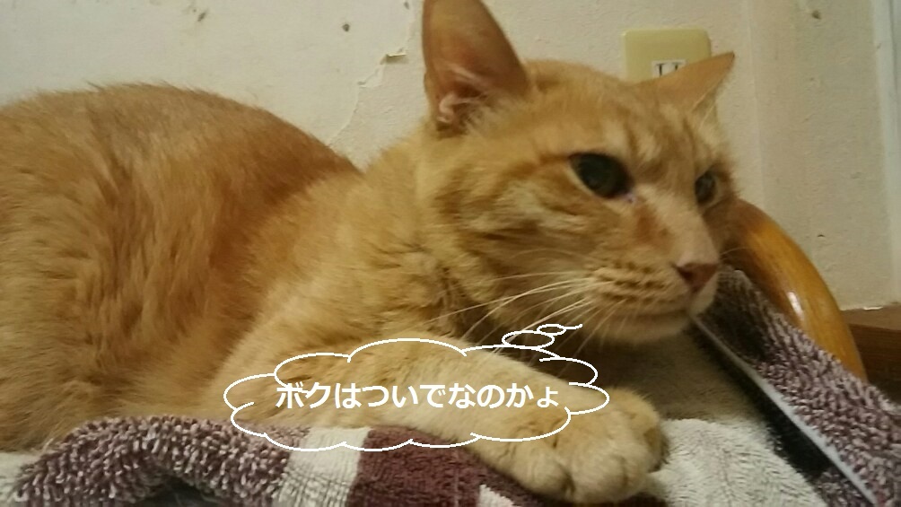 いちごちゃんが変わった!_f0242002_21483641.jpg