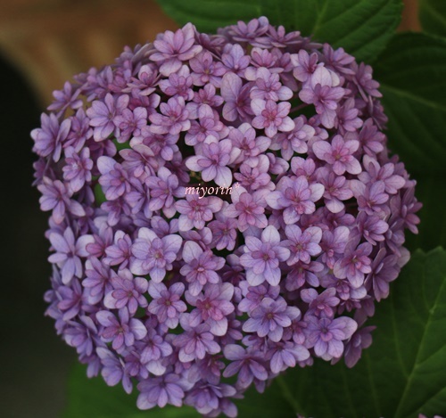 ピンクばかりの紫陽花　と　新しいお花たち_a0123003_06514583.jpg