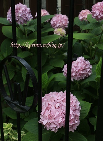 ピンクばかりの紫陽花　と　新しいお花たち_a0123003_06553148.jpg