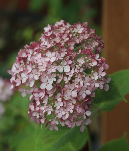 ピンクばかりの紫陽花　と　新しいお花たち_a0123003_06585719.jpg