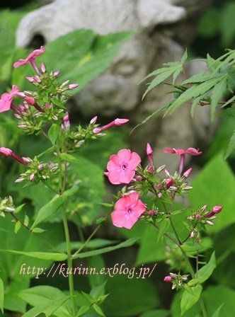 ピンクばかりの紫陽花　と　新しいお花たち_a0123003_07030647.jpg