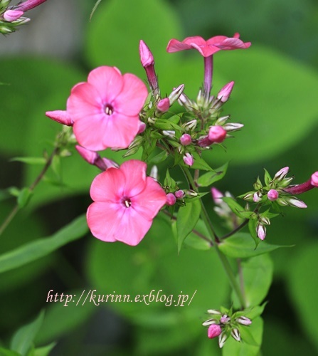 ピンクばかりの紫陽花　と　新しいお花たち_a0123003_07041179.jpg