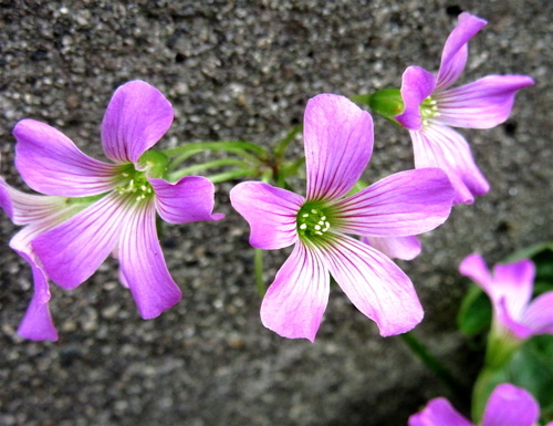 a0164011_20465490.jpg