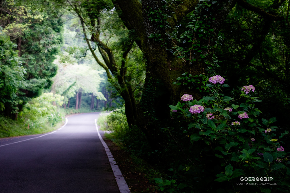 「紫陽花の咲く道」_d0107811_06155202.jpg