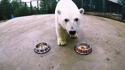 モスクワ動物園・ヴォロコラムスク付属保護施設の野生孤児出身のニカの近況 ～ 公式予想クマとなる_a0151913_20302833.jpg