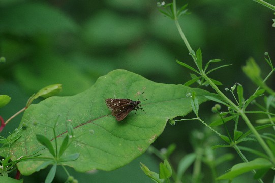 c0152317_17222906.jpg