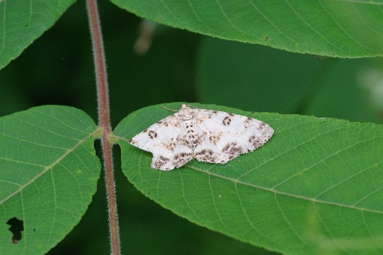 c0152317_17224780.jpg