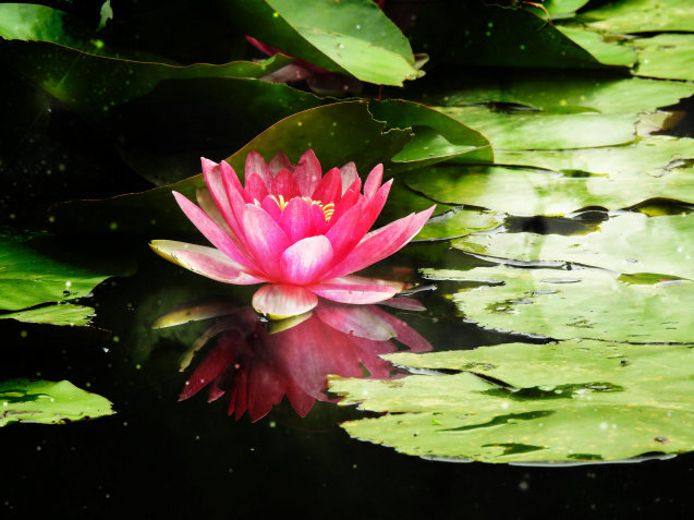 *Water lily*_a0248728_16183656.jpg