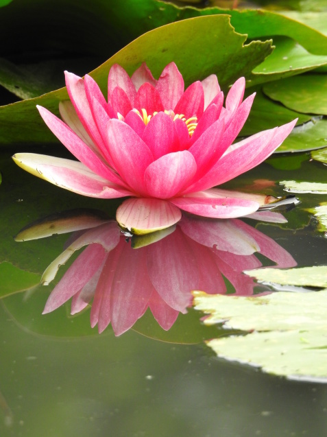 *Water lily*_a0248728_16191486.jpg