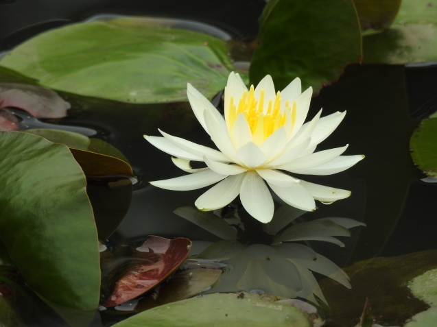 *Water lily*_a0248728_16244279.jpg