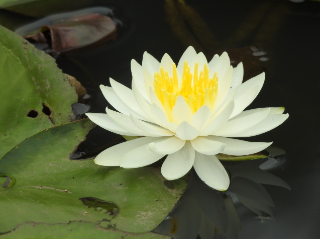 *Water lily*_a0248728_16290851.jpg