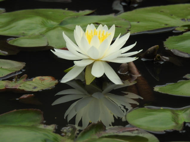 *Water lily*_a0248728_16293555.jpg