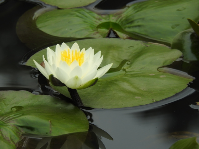 *Water lily*_a0248728_16300139.jpg