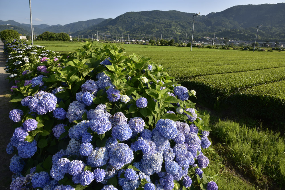 開成町の紫陽花、再び（改訂版）_e0367330_79285.jpg