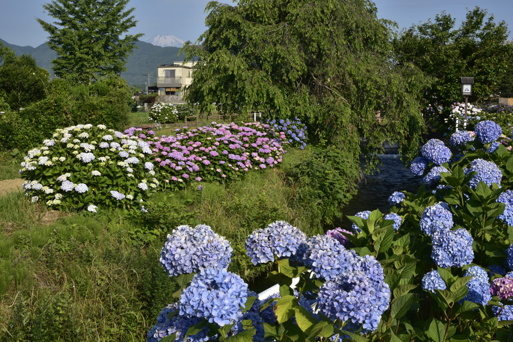 開成町の紫陽花、再び（改訂版）_e0367330_79354.jpg