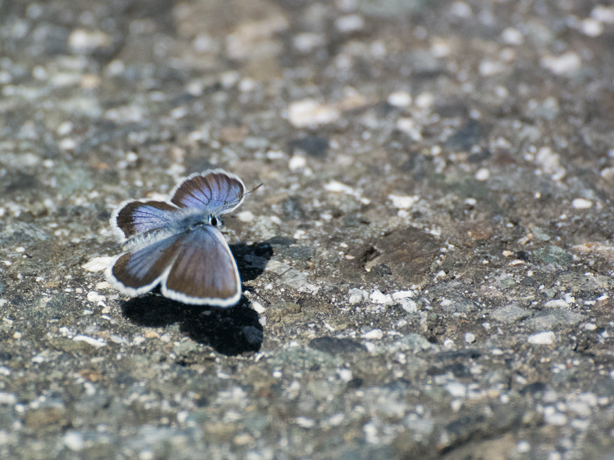 a0126632_18410165.gif