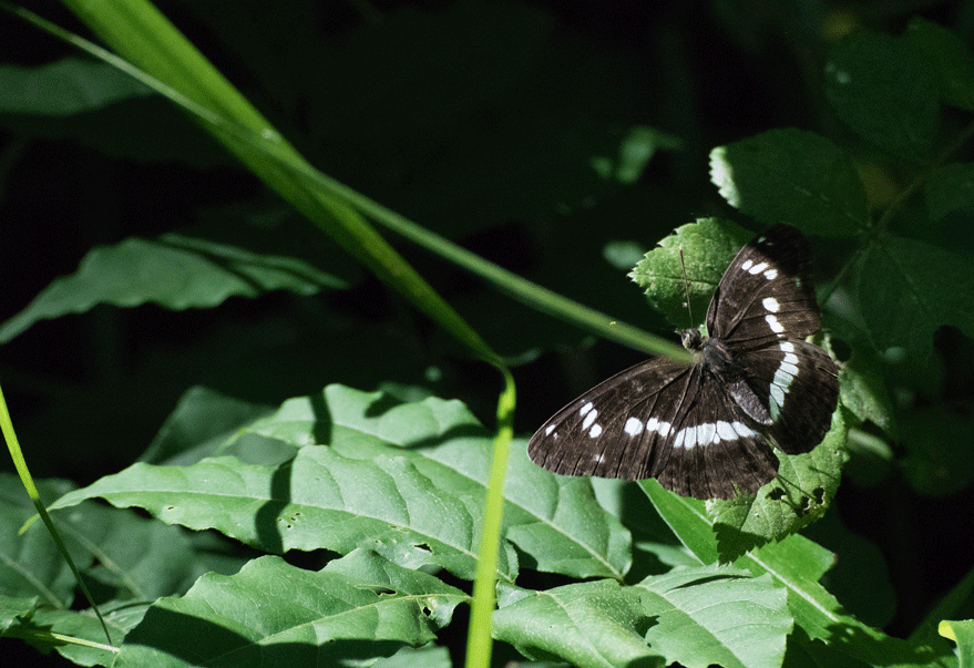 a0126632_18552834.gif
