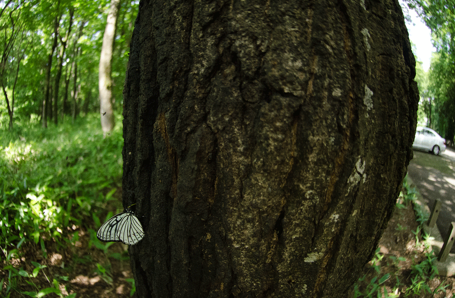 a0126632_19022216.gif
