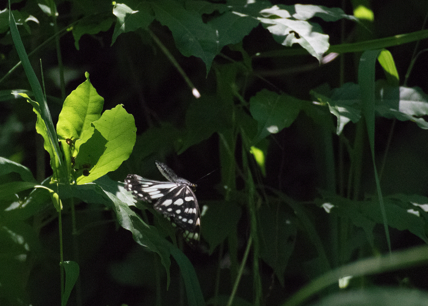 a0126632_19052897.gif