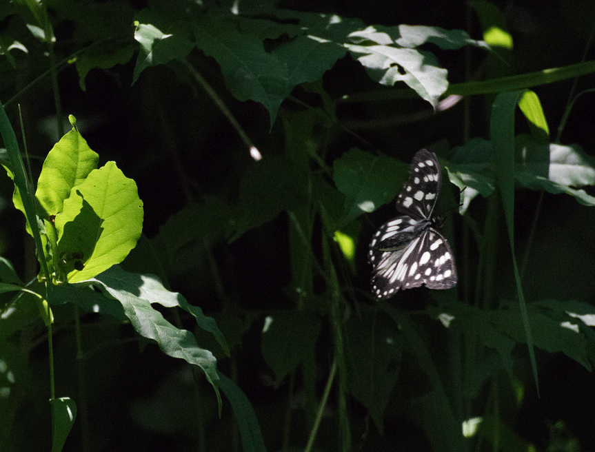 a0126632_19054687.gif