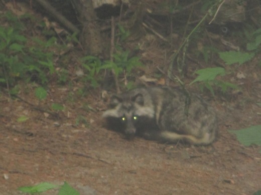 タヌキのおまわりさん 6月18日_d0127634_12352848.jpg