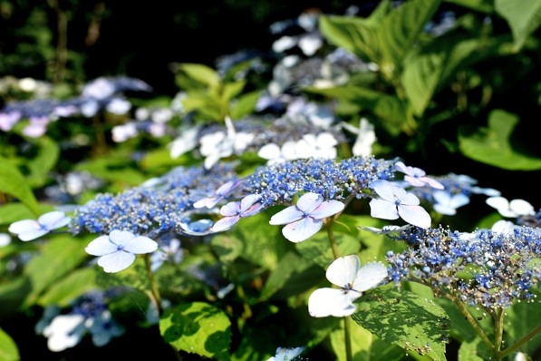 府中郷土の森 あじさい散歩_e0018045_10182089.jpg