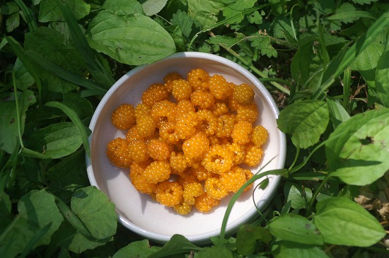 f0114346_7463360.jpg