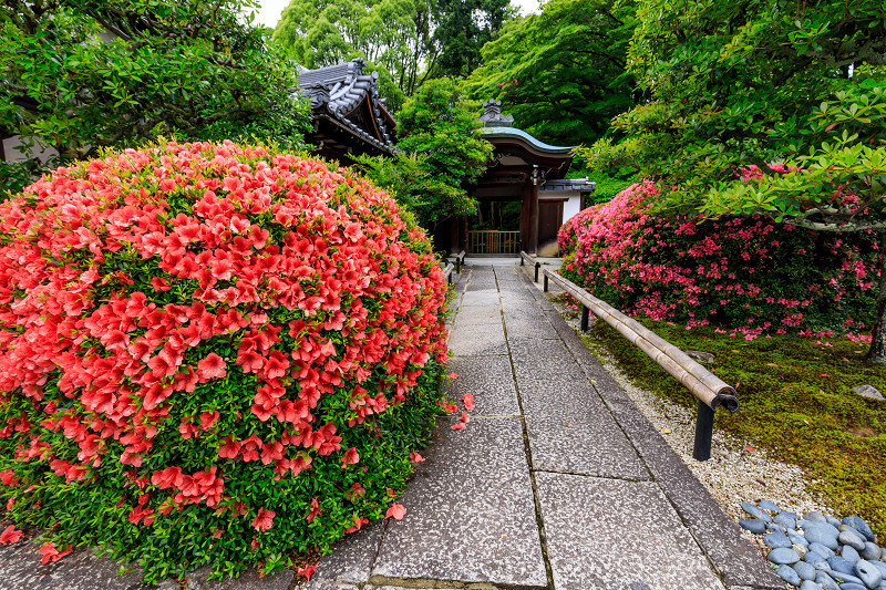 栄摂院・サツキの彩り_f0155048_1936405.jpg