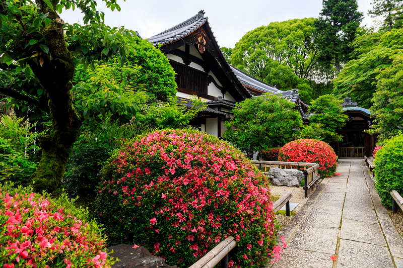 栄摂院・サツキの彩り_f0155048_19401566.jpg