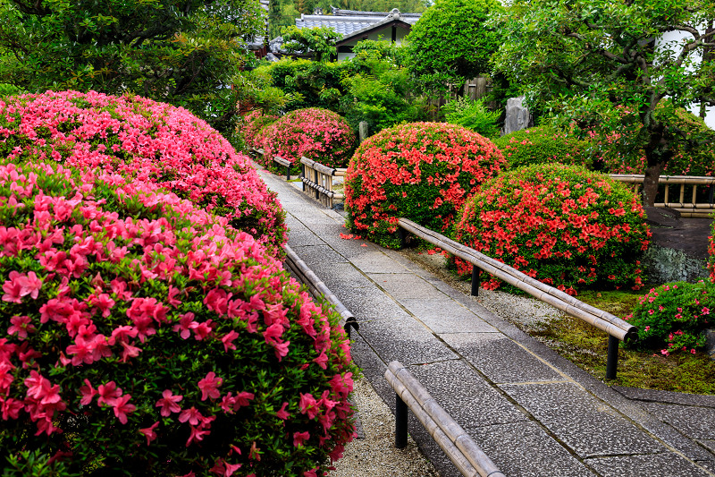 栄摂院・サツキの彩り_f0155048_19405580.jpg