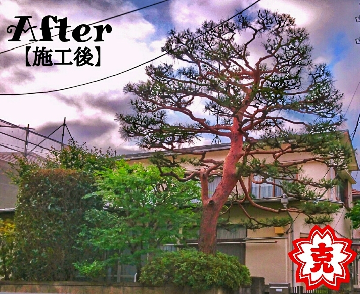 赤松 芽摘み 剪定 Work With 辻庭苑 植木屋 庭守 辻庭苑 東京 小平