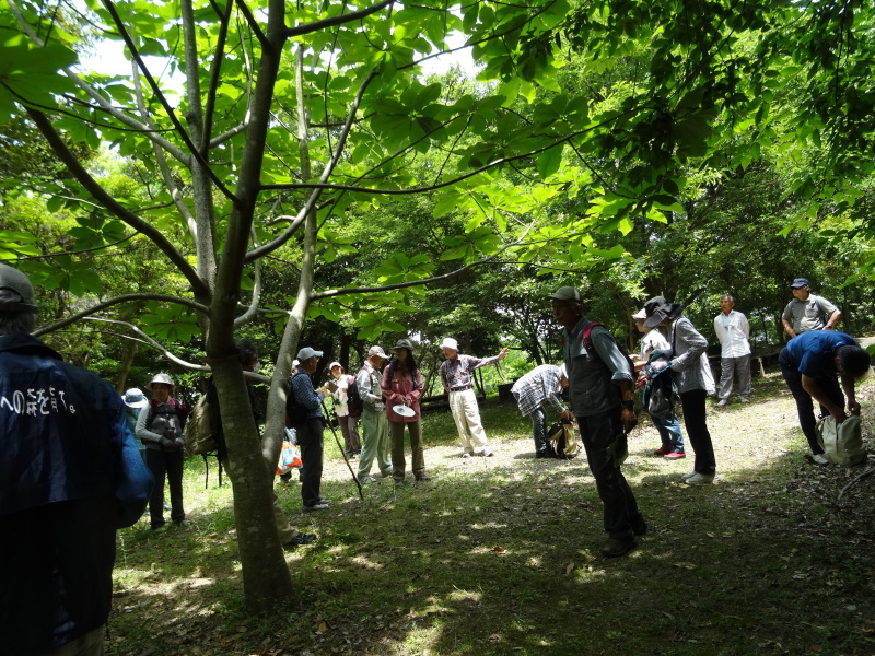 作業小屋の床張り＆自然観察指導員大阪連絡会来訪・・・うみべの森_c0108460_21253852.jpg